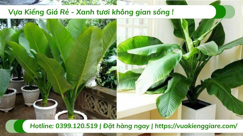 ý nghĩa phong thủy cây đại phú gia