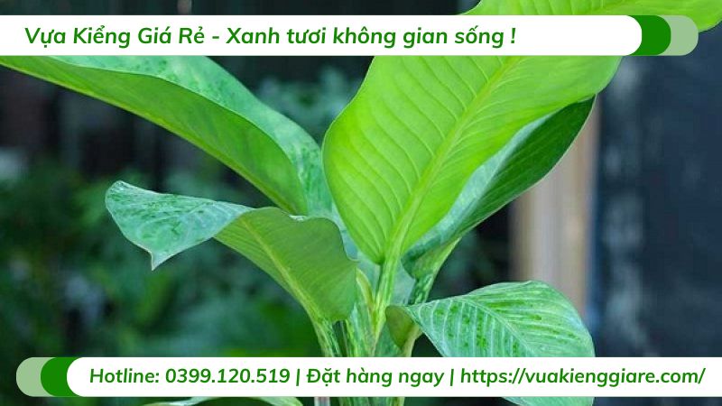 ý nghĩa phong thủy cây đại phú gia