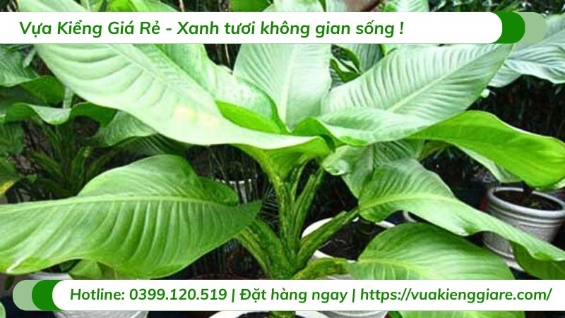 cây đại phú gia