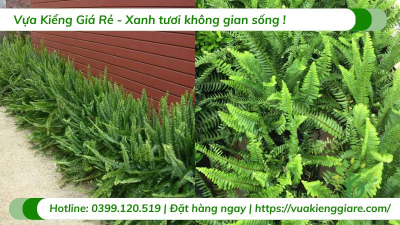 cây dương xỉ lá me