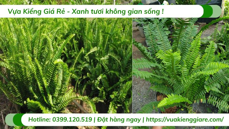 cây dương xỉ lá me