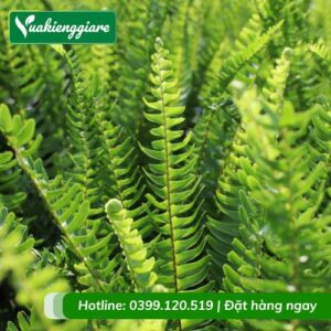 cây dương xỉ lá me