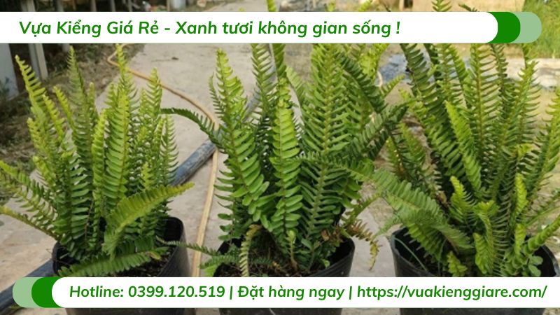 cây dương xỉ lá me