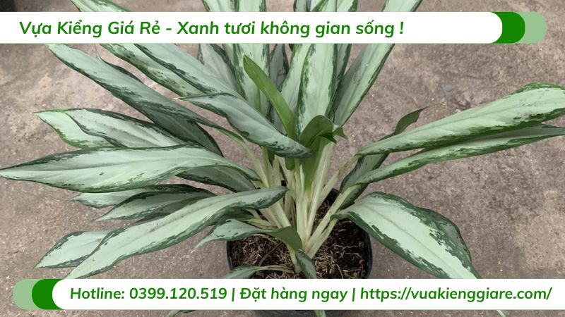 cây giữ tiền