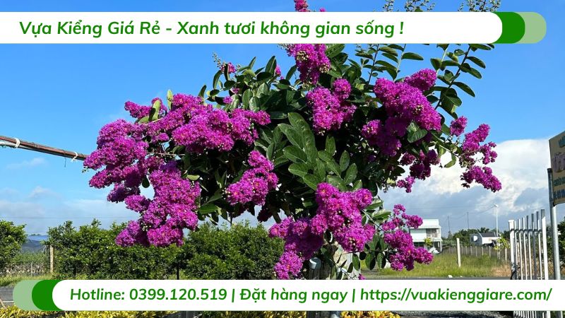 Cây hoa bằng lăng thái