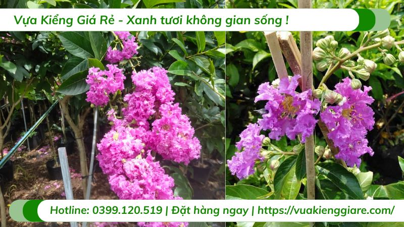 Cây hoa bằng lăng thái