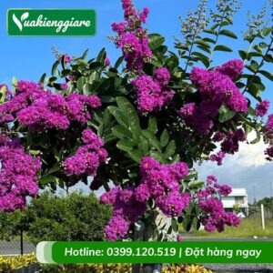 Cây hoa bằng lăng thái