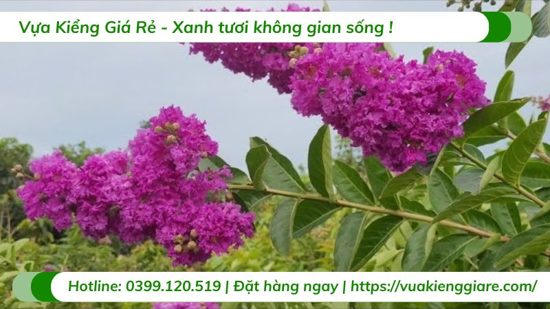 Cây hoa bằng lăng thái