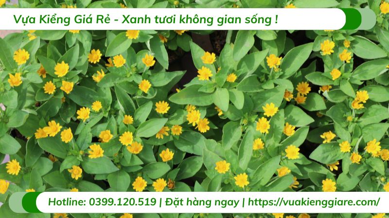 cây hoa cúc mặt trời