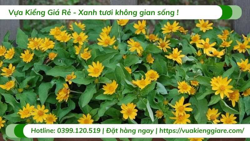 cây hoa cúc mặt trời