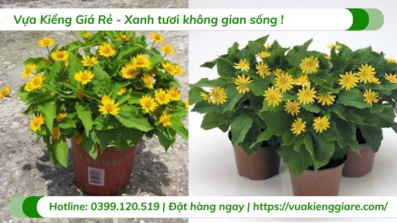 cây hoa cúc mặt trời