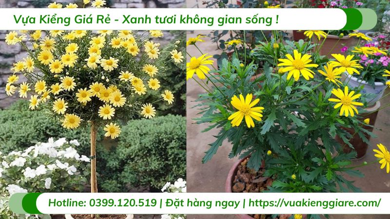 Cây hoa cúc thân gỗ