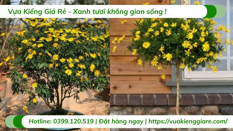Cây hoa cúc thân gỗ