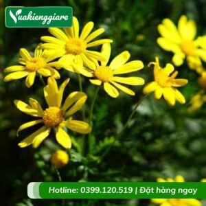 Cây hoa cúc thân gỗ