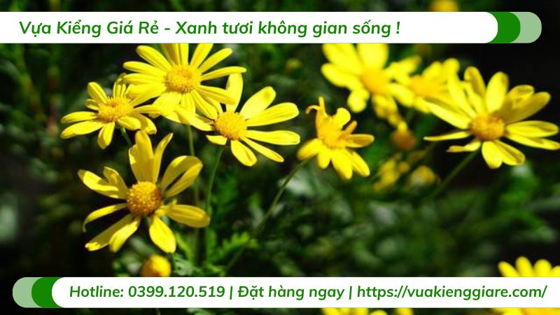Cây hoa cúc thân gỗ