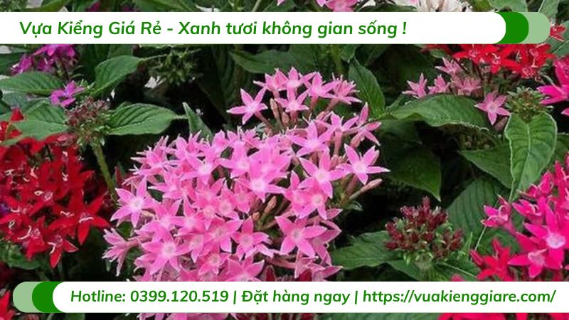 cây hoa diễm châu