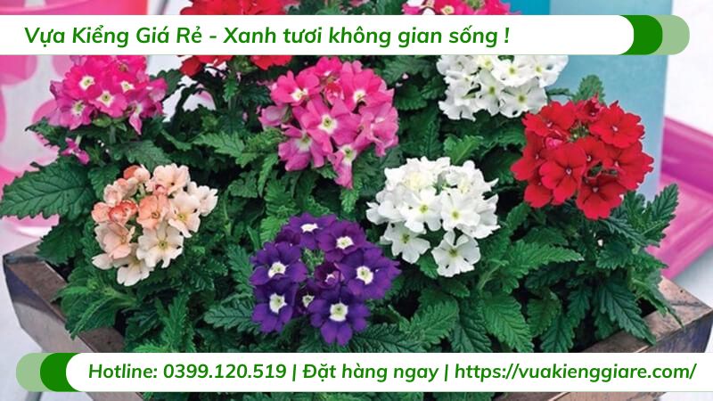 cây hoa diễm châu