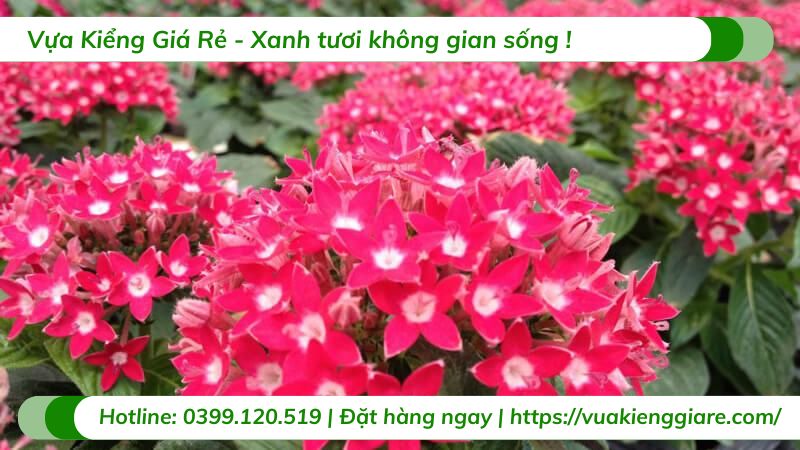 cây hoa diễm châu