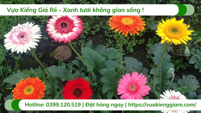 cây hoa đồng tiền