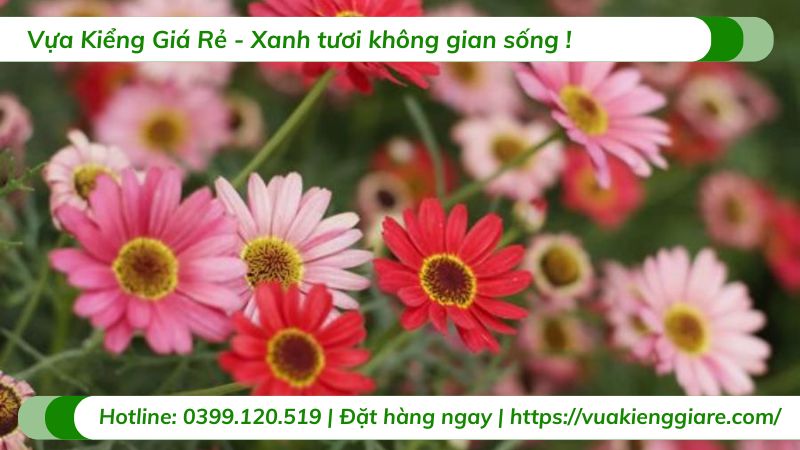 cây hoa đồng tiền