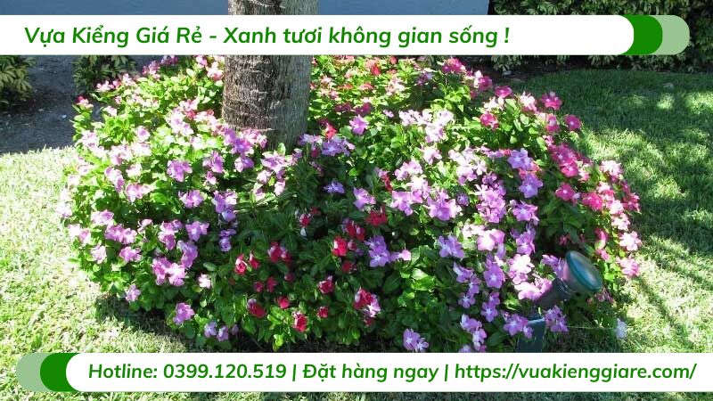 cây hoa dừa cạn đứng