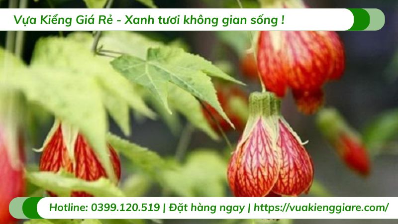 cây bụp lồng đèn