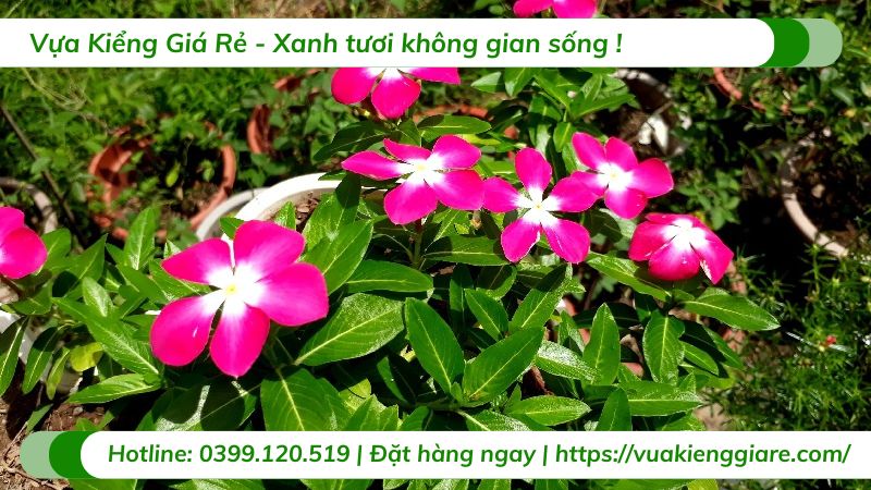 cây hoa dừa cạn đứng