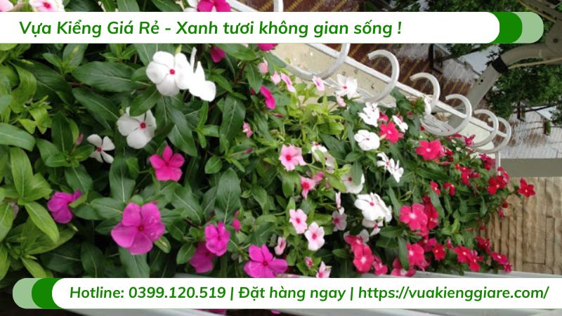 cây hoa dừa cạn thái (nhiều màu)