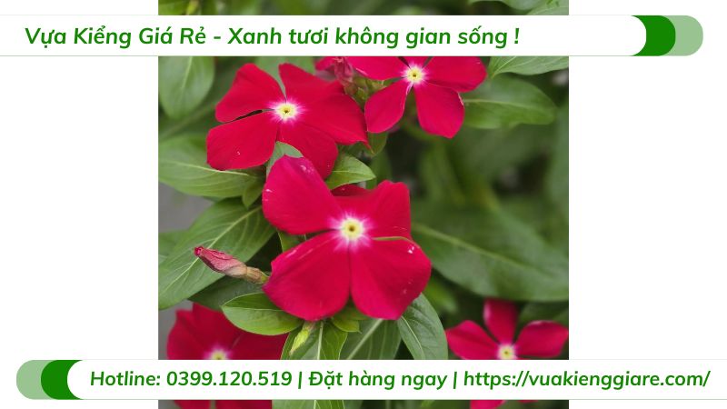 cây hoa dừa cạn thái (nhiều màu)