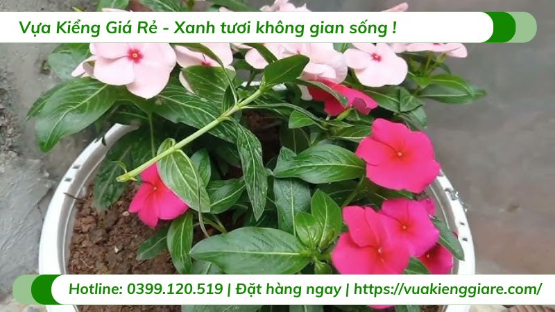 cây hoa dừa cạn thái (nhiều màu)