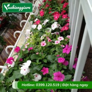 cây hoa dừa cạn thái (nhiều màu)