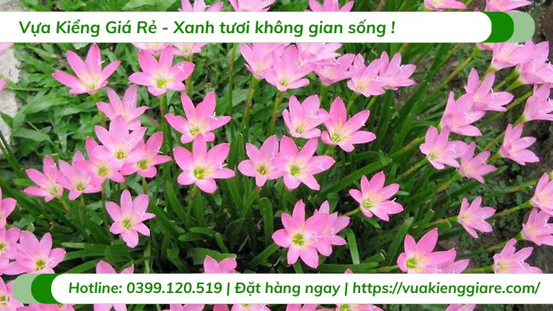 cây hoa huệ mưa (nhiều màu)