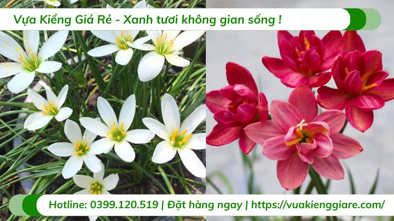 cây hoa huệ mưa (nhiều màu)