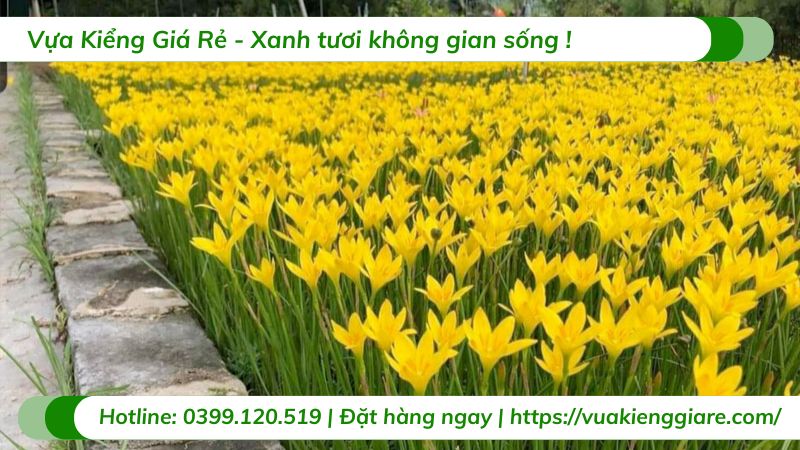 cây hoa huệ mưa (nhiều màu)