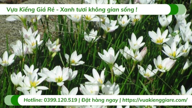 cây hoa huệ mưa (nhiều màu)