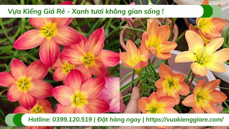cây hoa huệ mưa (nhiều màu)