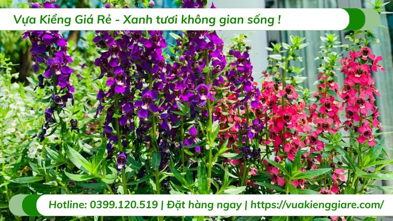 cây hoa ngọc hân