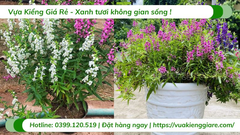 cây hoa ngọc hân