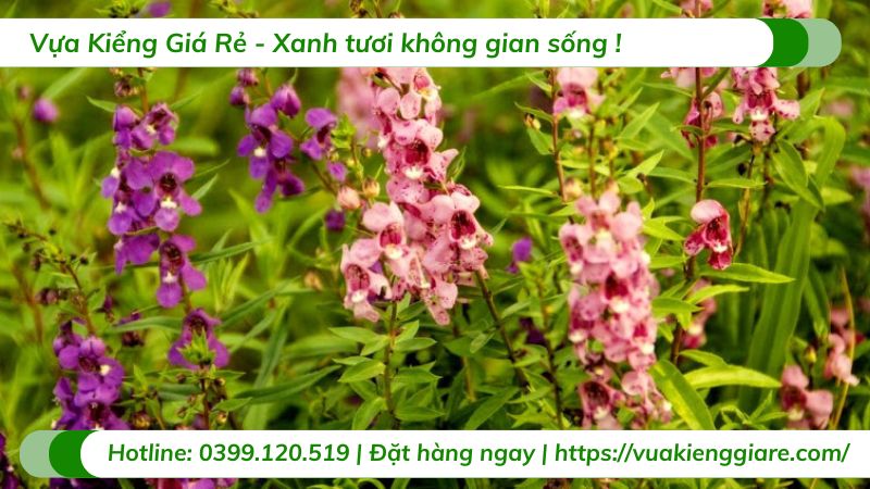 cây hoa ngọc hân