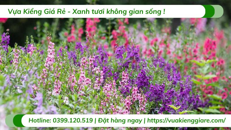 cây hoa ngọc hân