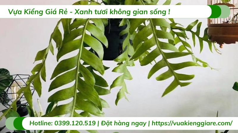 cây hoa quỳnh xương cá