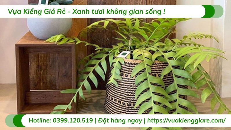 cây hoa quỳnh xương cá