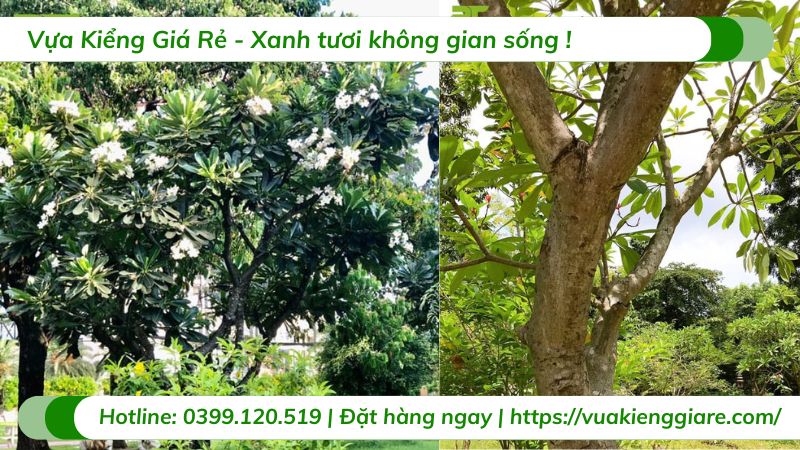 cây hoa sứ cùi