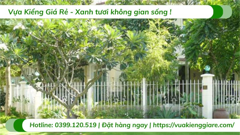 cây hoa sứ cùi