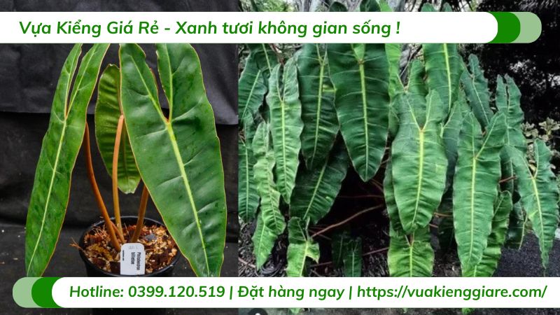 cây hồng hạc cuống cam