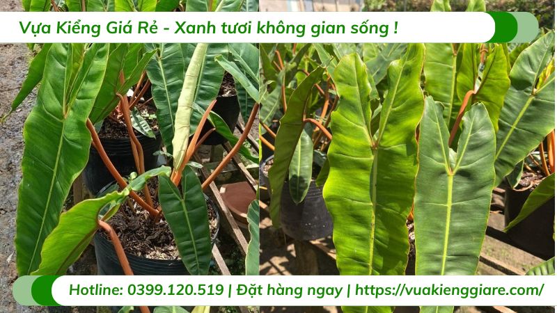 cây hồng hạc cuống cam