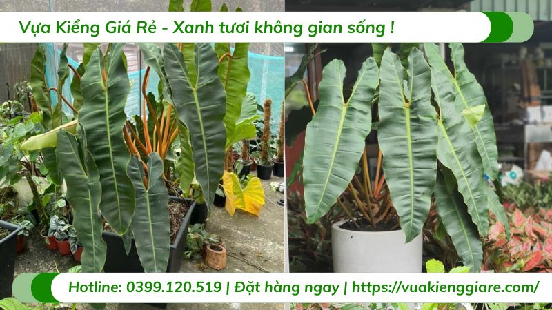 cây hồng hạc cuống cam