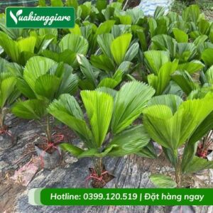 cây kè nhật