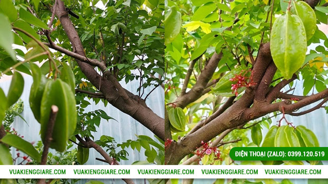 Thông tin về cây khế gốc lớn trưởng thành