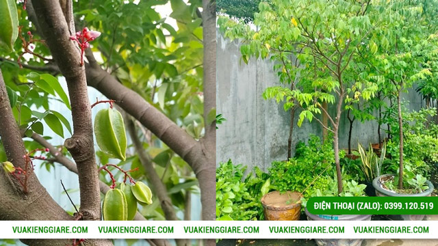 Đặc điểm nổi bật của cây khế